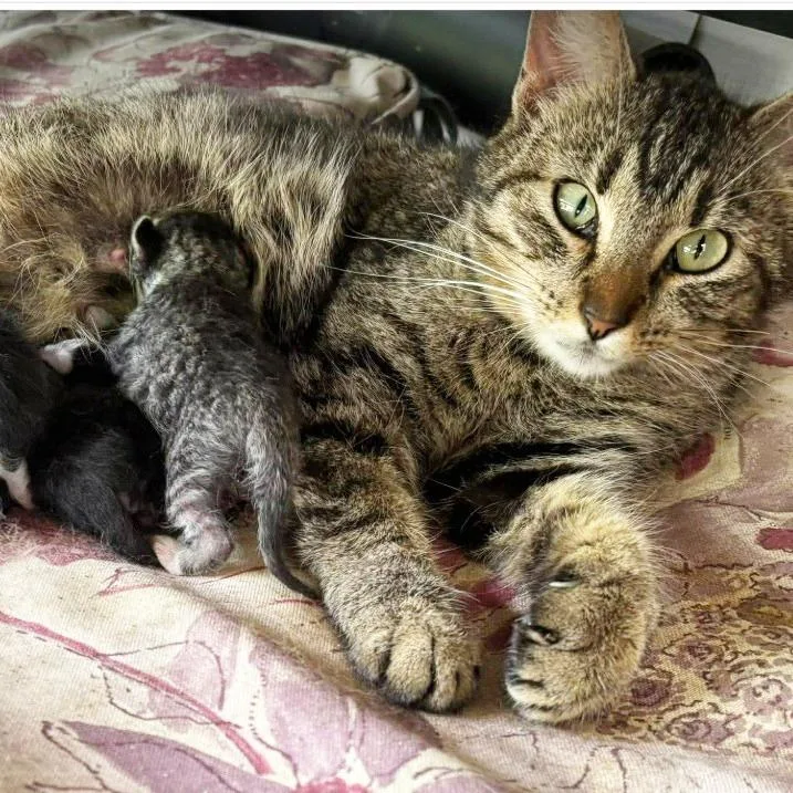 A young medium-sized female Brown / Chocolate Domestic Short Hair cat named Mama Meadow for adoption in Mount Juliet, TN