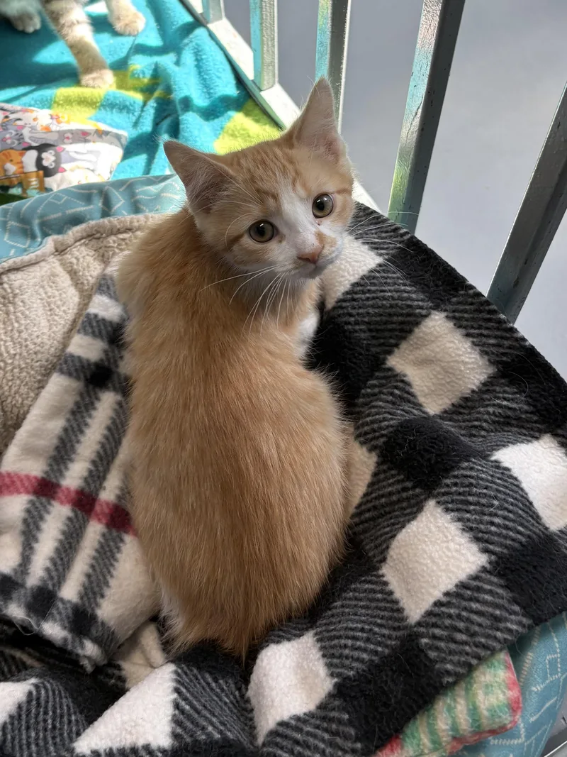 A young medium-sized female American Shorthair cat named Andromeda for adoption in Big Rapids, MI