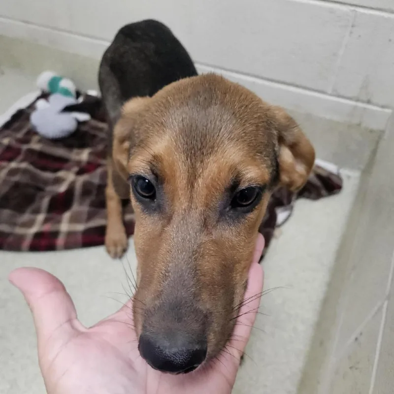 A baby large-sized male Brown / Chocolate Mixed Breed dog named Bear for adoption in Windsor, VA