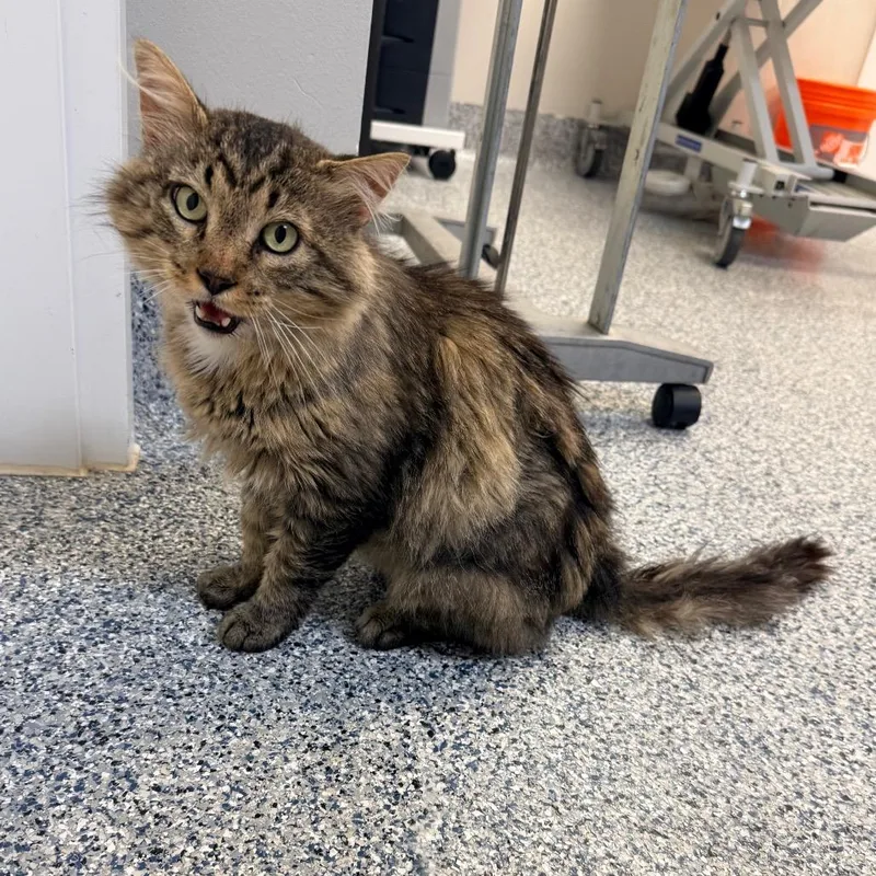 An adult large-sized male Brown / Chocolate Domestic Long Hair cat named El Padre for adoption in Great Falls, MT