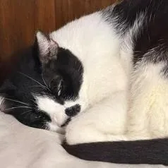 Mister thumbnail 2