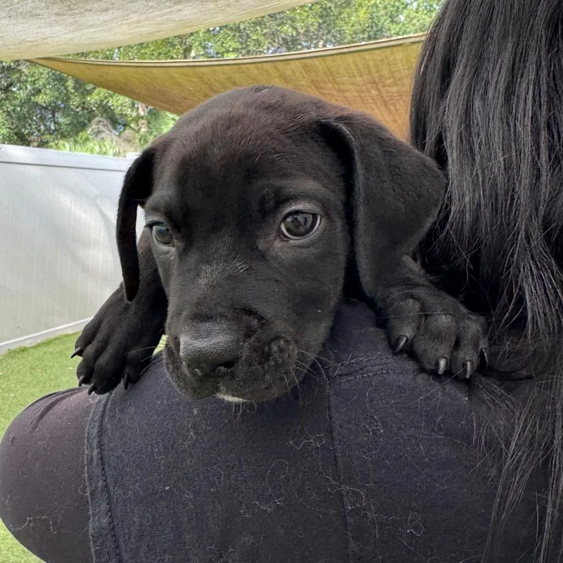 A baby small-sized male Black Mixed Breed dog named Kelp for adoption in Titusville, FL