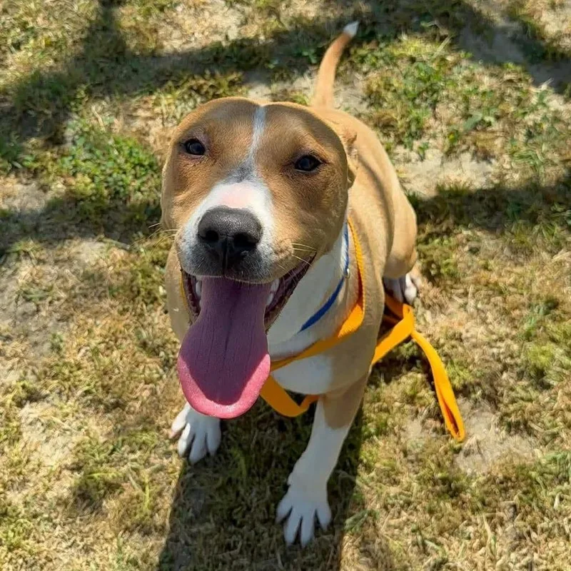 A young medium-sized male Brown / Chocolate Pit Bull Terrier dog named Visalia Hank for adoption in Turlock, CA