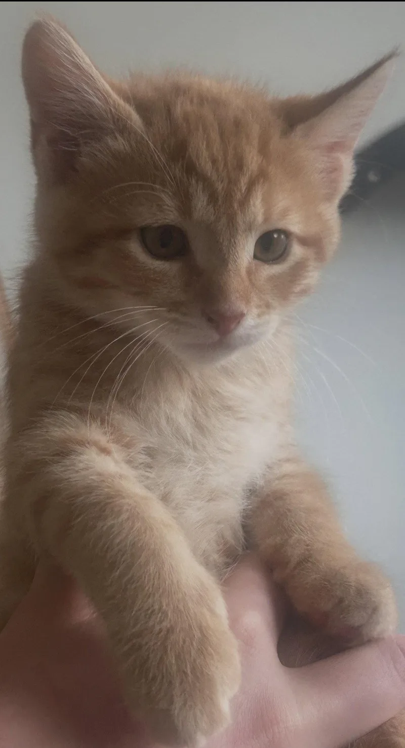 A baby medium-sized male Orange / Red Domestic Short Hair cat named Little Poofy for adoption in Irving, TX