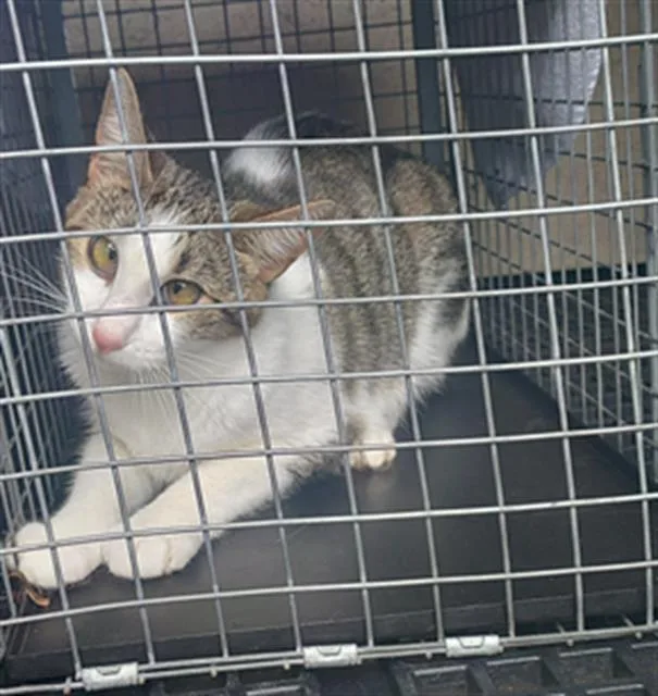 An adult medium-sized female Domestic Short Hair cat named Princess for adoption in Fort Lauderdale, FL