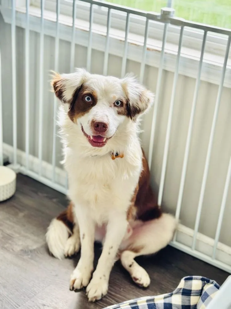 A young medium-sized male Australian Shepherd dog named Benny Berry for adoption in Waunakee, WI
