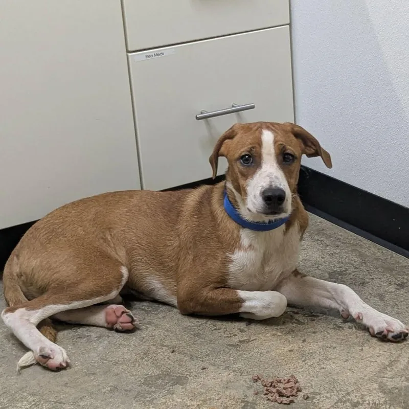 A young medium-sized male Brown / Chocolate Retriever dog named Can for adoption in Shinnston, WV