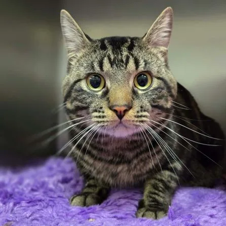 An adult medium-sized male Brown / Chocolate Domestic Short Hair cat named Kit for adoption in Hinsdale, IL