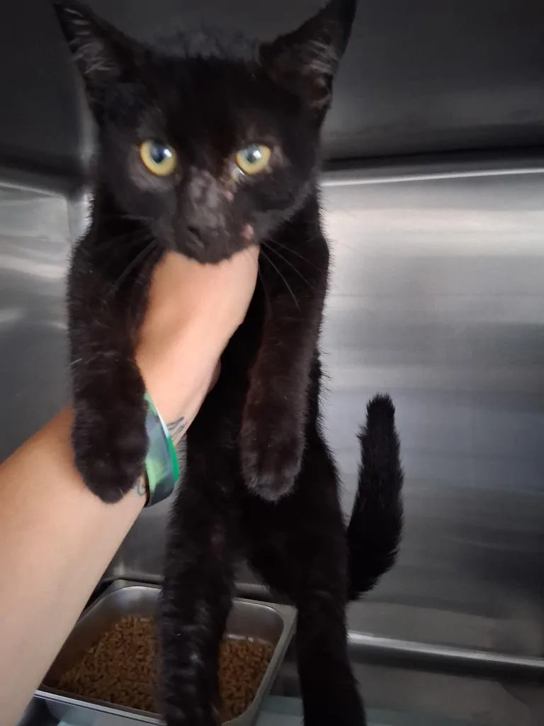 A baby large-sized male Domestic Short Hair cat named Owen for adoption in Brownwood, TX