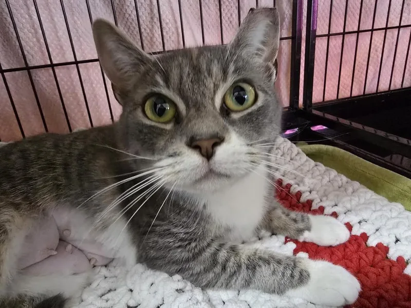 An adult small-sized female Gray & White Domestic Short Hair cat named Sadie for adoption in Southbury, CT