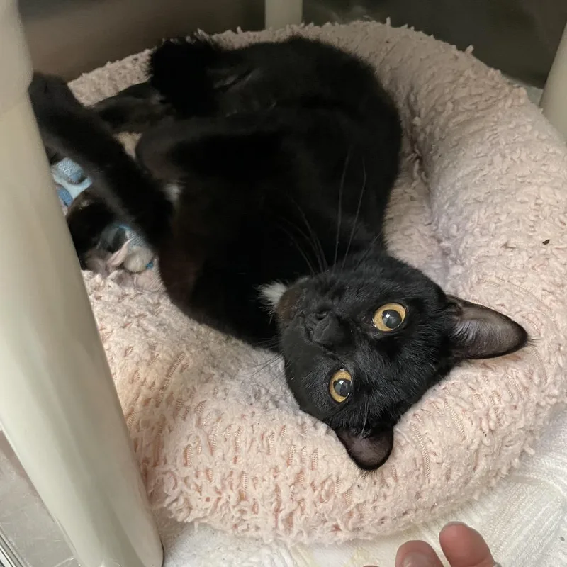A young medium-sized female Black Domestic Short Hair cat named Stevie Nicks for adoption in Enfield, NH