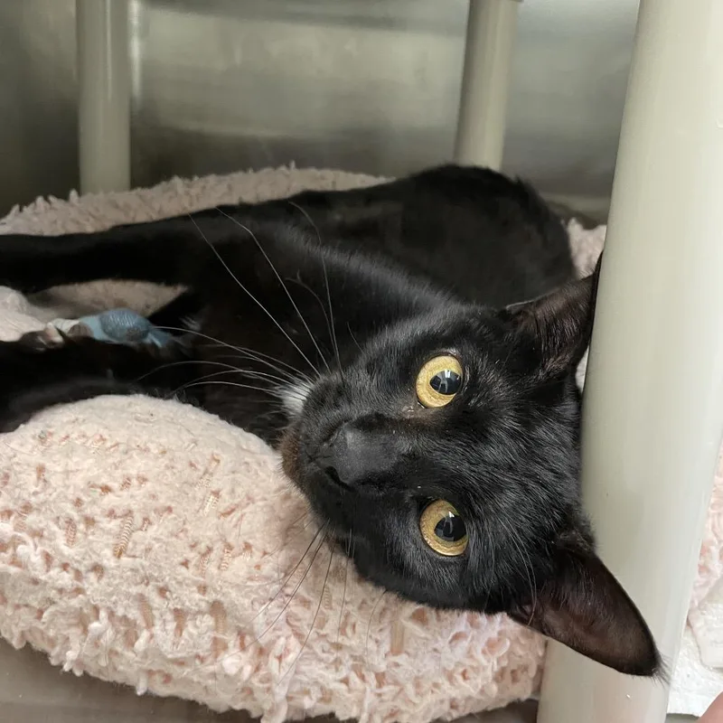 Stevie Nicks thumbnail 2