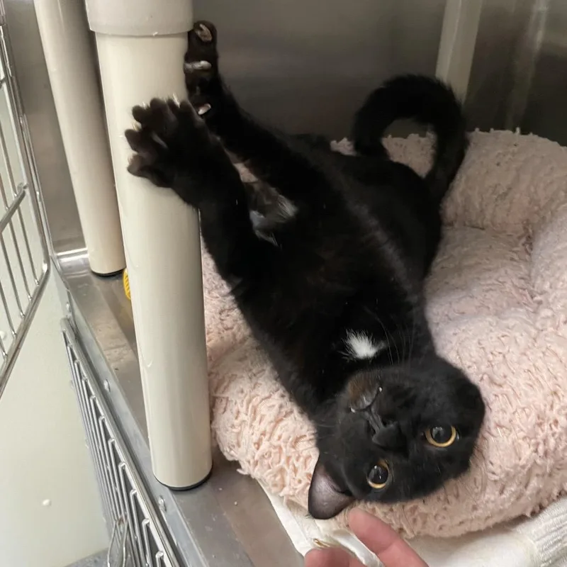 Stevie Nicks thumbnail 3