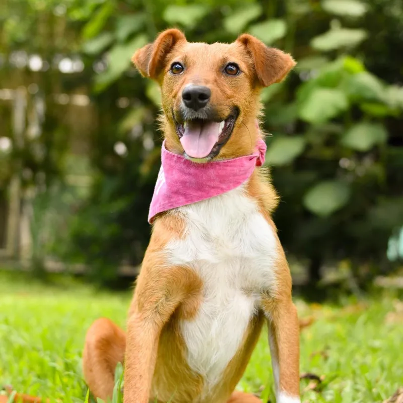 A young medium-sized female Red / Chestnut / Orange Mixed Breed dog named Lady for adoption in Kailua Kona, HI