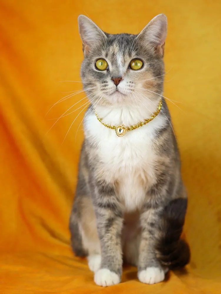 A young medium-sized female Calico cat named Silk for adoption in Lewisburg, TN