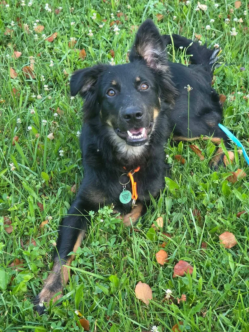 A young large-sized male Australian Shepherd dog named Reese's for adoption in New Baltimore, MI