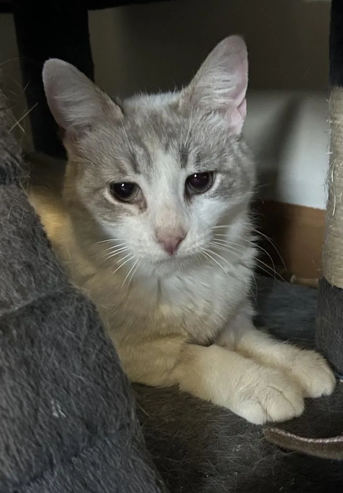 An adult medium-sized female Domestic Short Hair cat named Oceania for adoption in Clinton Township, MI