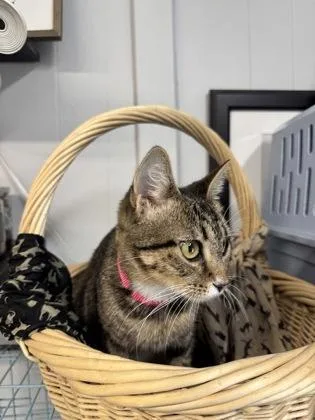 A young medium-sized female Tabby (Brown / Chocolate) Domestic Short Hair cat named Rosemary for adoption in Plano, TX