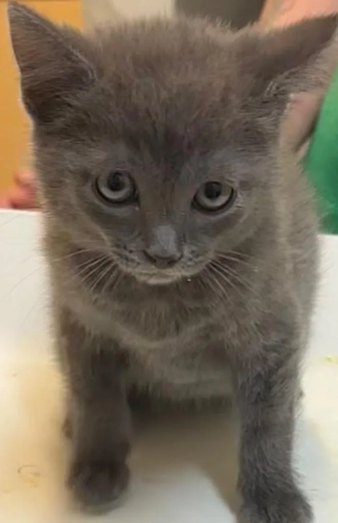 A baby small-sized female Domestic Short Hair cat named Nimbus for adoption in Elizabethton, TN