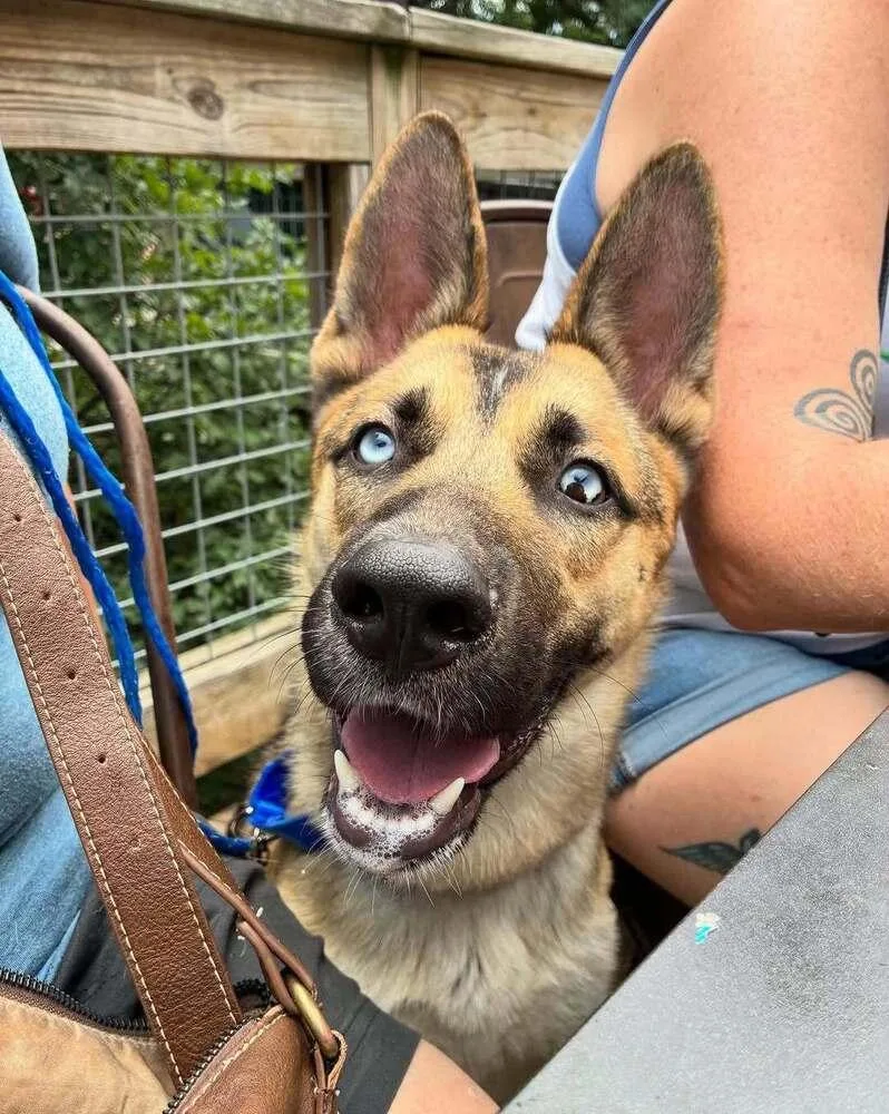 A young large-sized male Brown / Chocolate German Shepherd Dog dog named Link for adoption in Dallas, TX