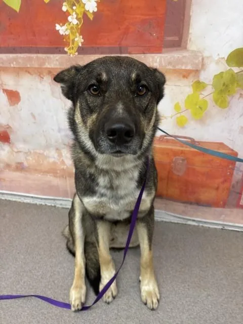 A young large-sized male German Shepherd Dog dog named Mike for adoption in San Bernardino, CA