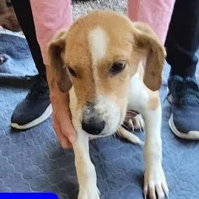 A baby small-sized male Mixed Breed dog named Mack for adoption in Knoxville, TN