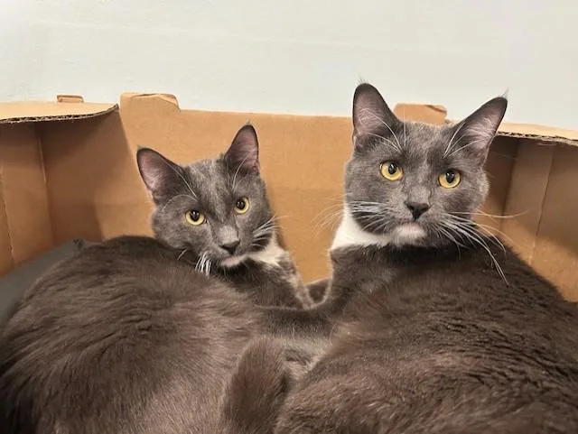 A young large-sized male Gray & White Domestic Short Hair cat named Doc & Marty for adoption in Chicago, IL