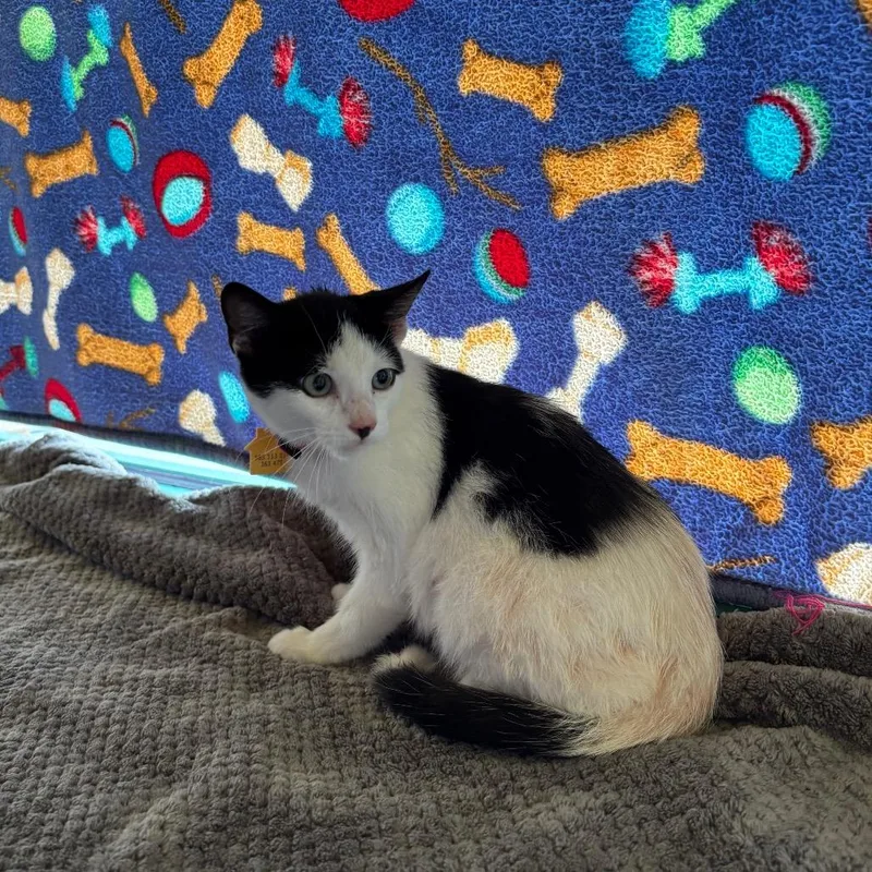 A baby small-sized male Black Domestic Short Hair cat named Frank for adoption in Springfield, MA