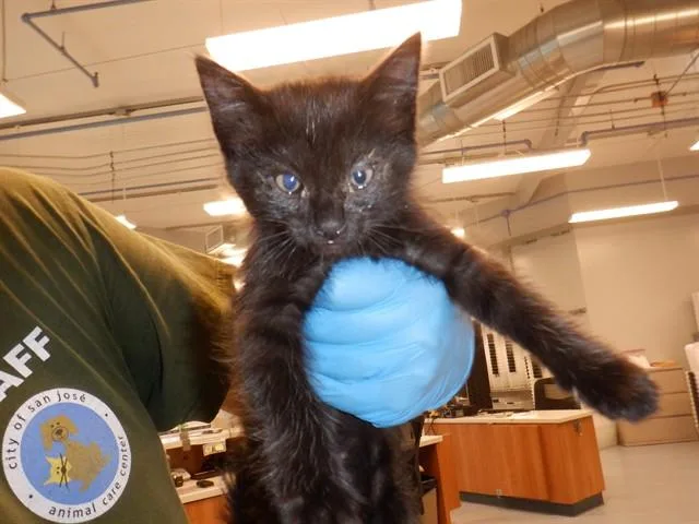 A baby small-sized male Domestic Short Hair cat named Butterscotch for adoption in San Jose, CA