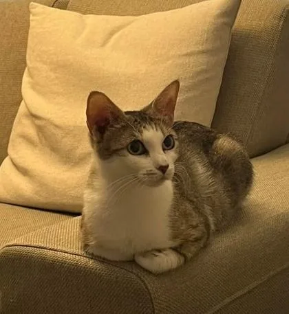An adult medium-sized female Domestic Short Hair cat named Star for adoption in Morton Grove, IL