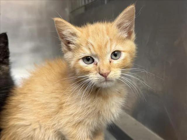 A baby small-sized male Domestic Short Hair cat named Blinky for adoption in Tulsa, OK