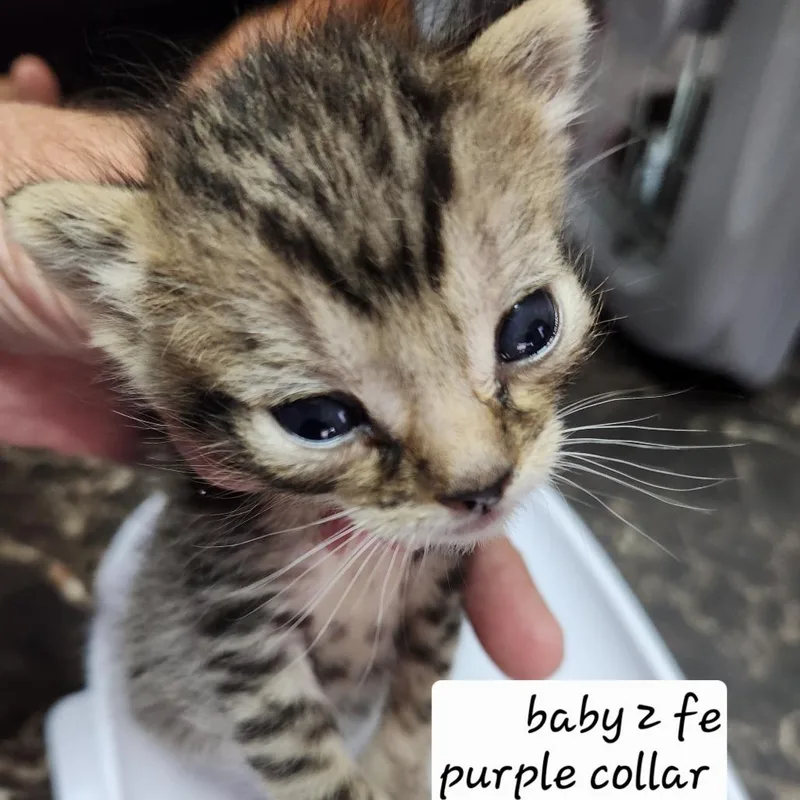 A young small-sized female Brown / Chocolate Domestic Short Hair cat named Bspeckles for adoption in Arizona City, AZ