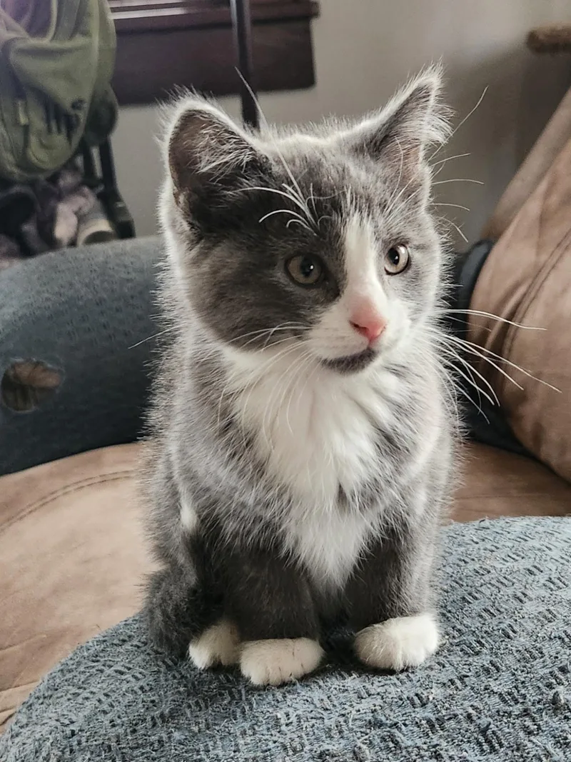 A baby small-sized male Gray & White Domestic Short Hair cat named Riesling for adoption in Greenwood, IN
