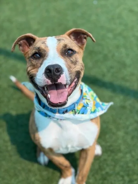A young medium-sized male Mixed Breed dog named Jett for adoption in Dallas, TX