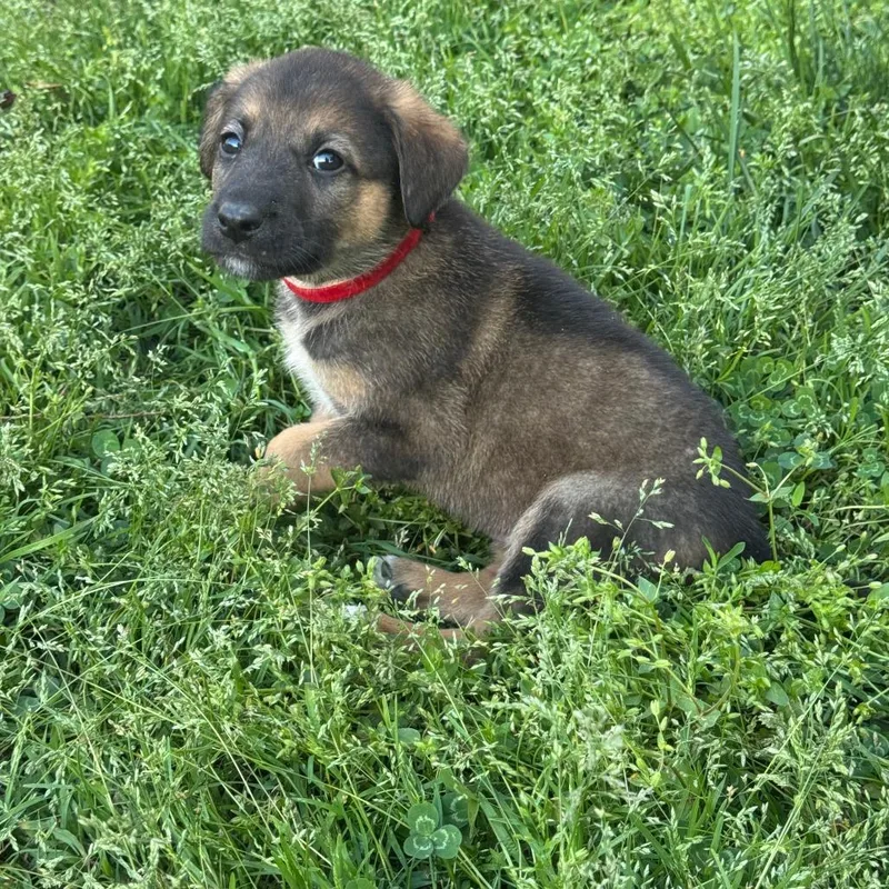 A baby small-sized male Brown / Chocolate Mixed Breed dog named Warrich for adoption in Fredericksburg, VA