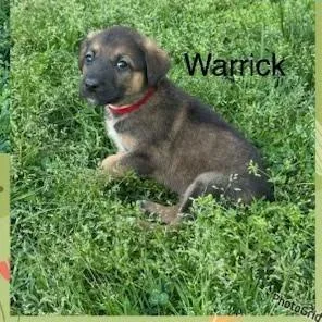 Warrich thumbnail 2