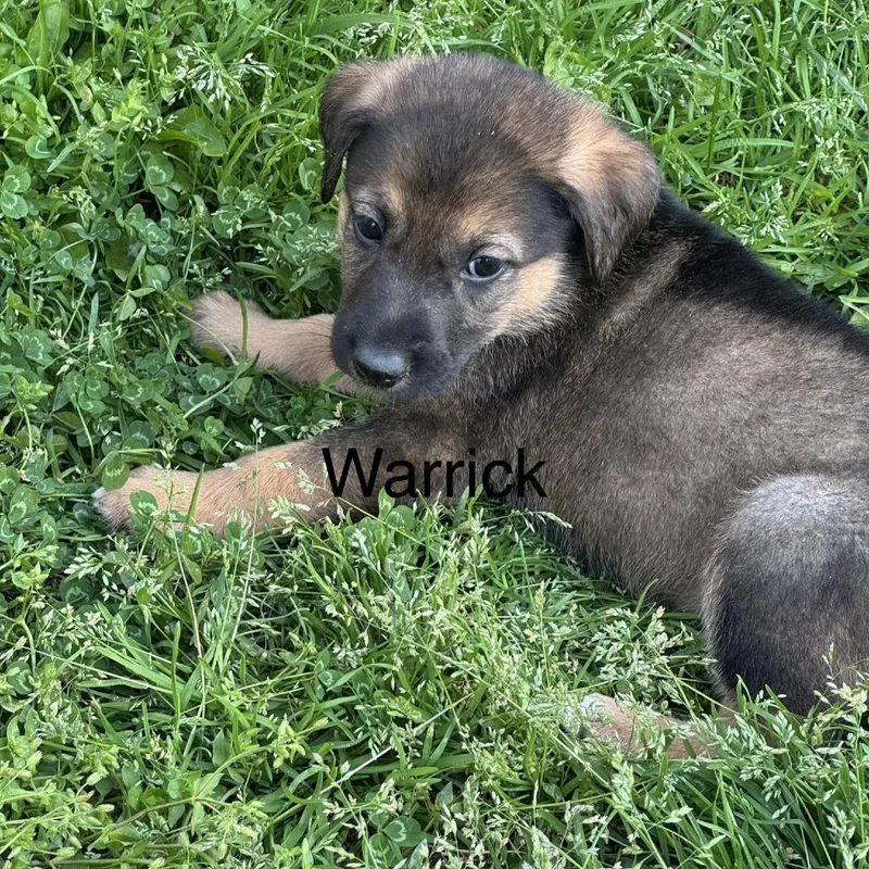 Warrich thumbnail 3