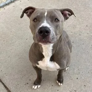An adult medium-sized female Terrier dog named Muffin for adoption in Rapid City, SD