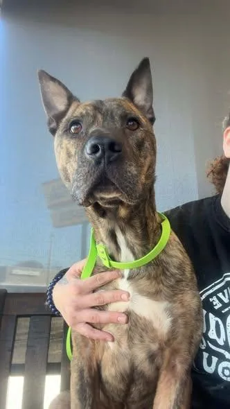 An adult medium-sized male Brindle Bull Terrier dog named Dutch for adoption in Lenexa, KS