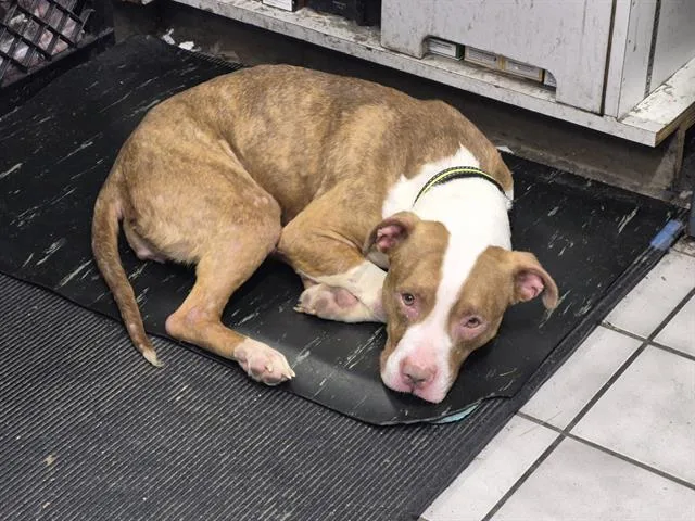 An adult medium-sized female Pit Bull Terrier dog named Doodlebug for adoption in Dayton, OH