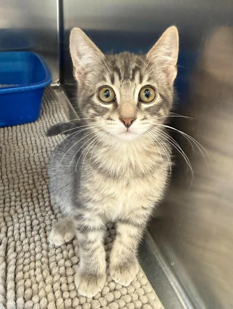A baby medium-sized male Tabby (Gray / Blue / Silver) Domestic Short Hair cat named Petey for adoption in Maryville, MO
