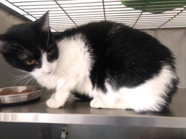 Polly Anna thumbnail 2