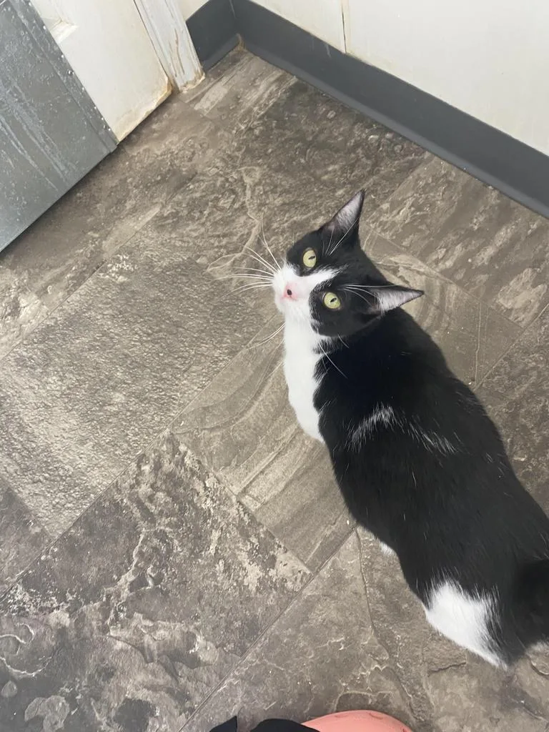 Polly Anna thumbnail 3