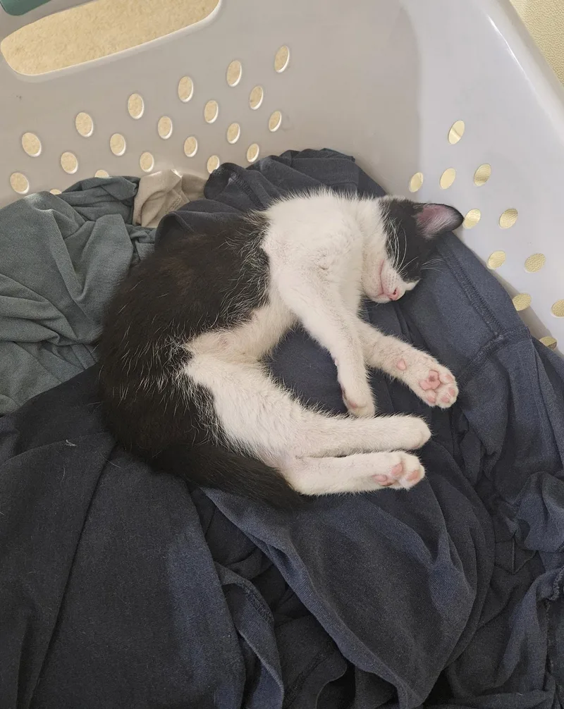 A baby medium-sized male Domestic Short Hair cat named Rigatoni for adoption in Davis, CA