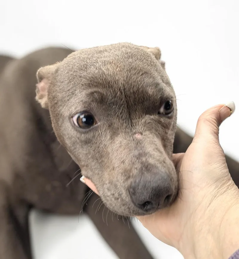 A young medium-sized female Gray / Blue / Silver American Bully dog named Kiwi for adoption in Ventura, CA
