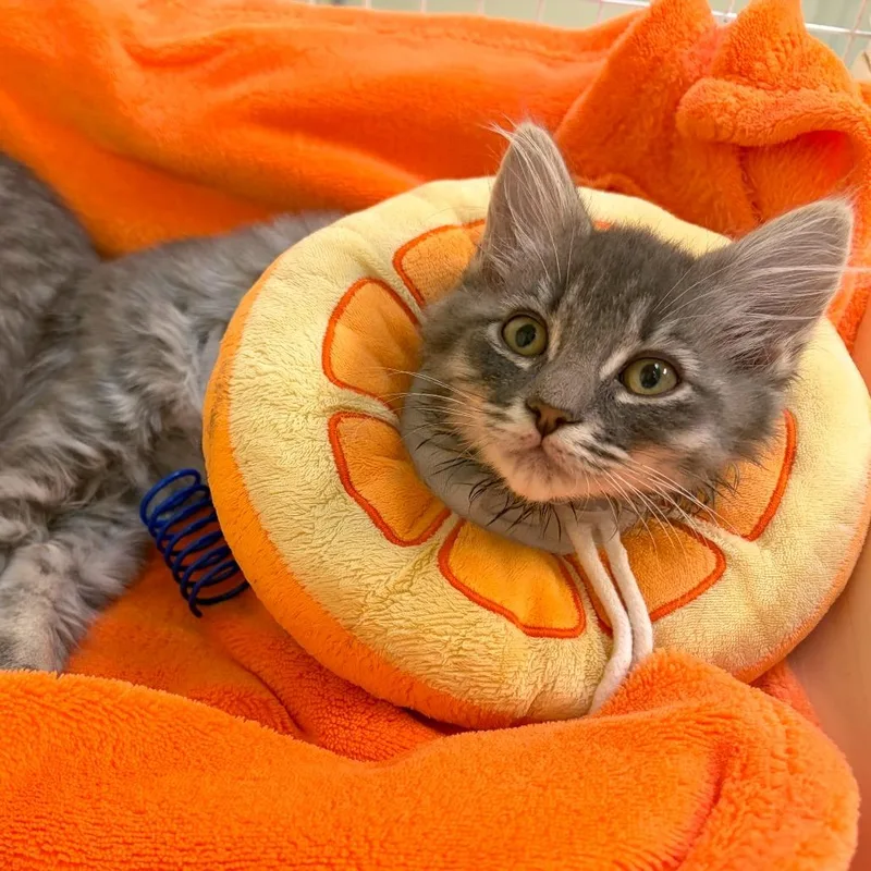 A baby small-sized male Domestic Medium Hair cat named Shenanigan for adoption in Woodinville, WA