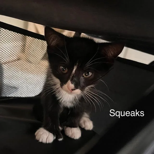 A baby medium-sized female Domestic Short Hair cat named A Squeaks for adoption in Windsor, CT