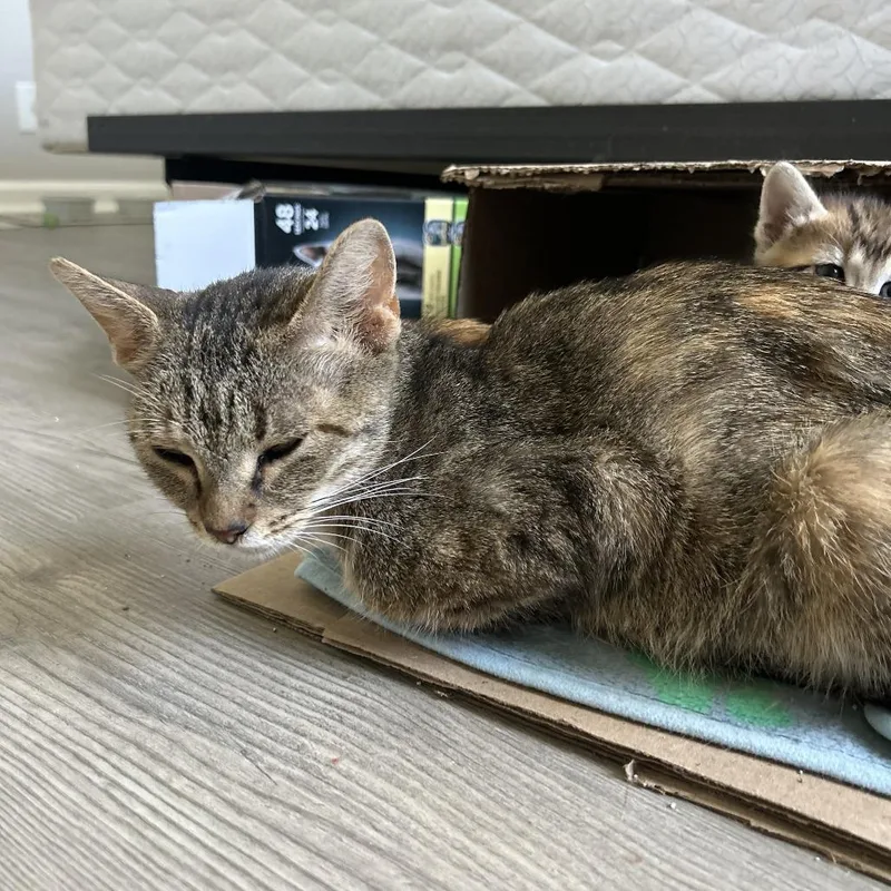 An adult medium-sized female Domestic Short Hair cat named Phoenix for adoption in Evensville, TN