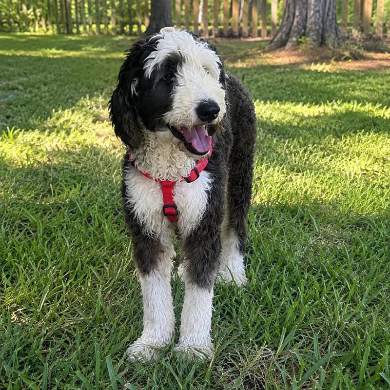 Lady Lucy