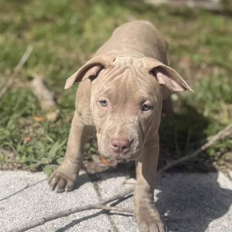 Cranberry thumbnail 2